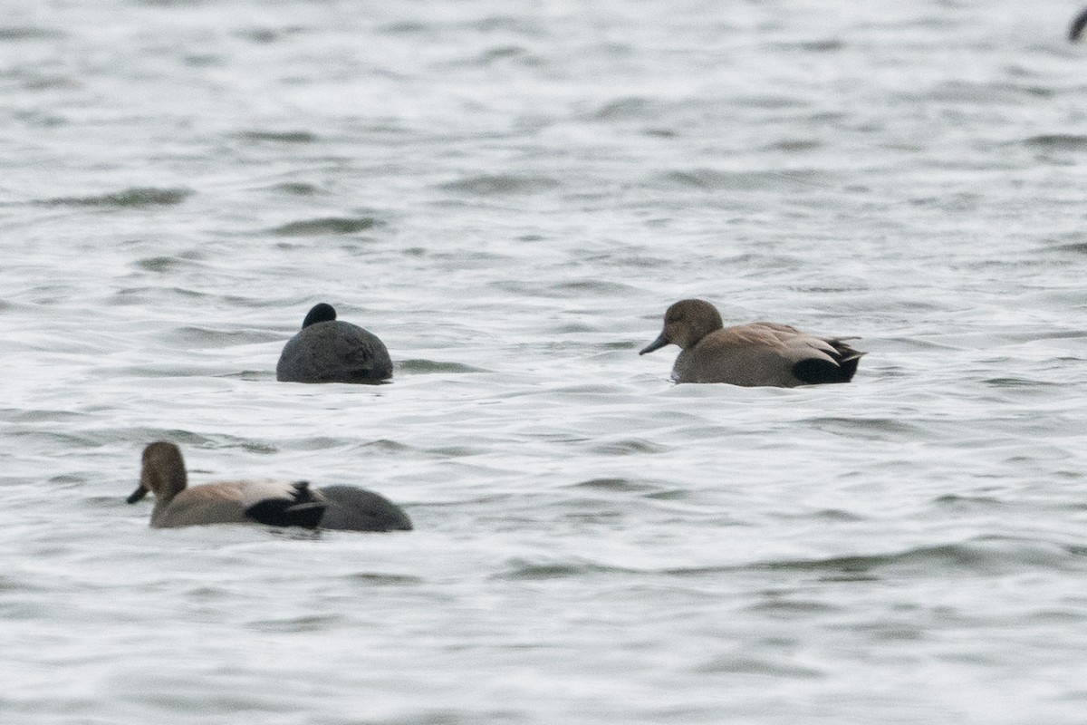 Gadwall - ML544270471