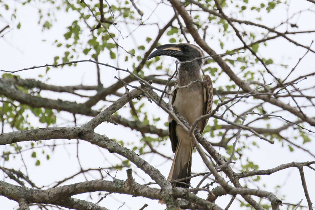 African Gray Hornbill - ML544271131