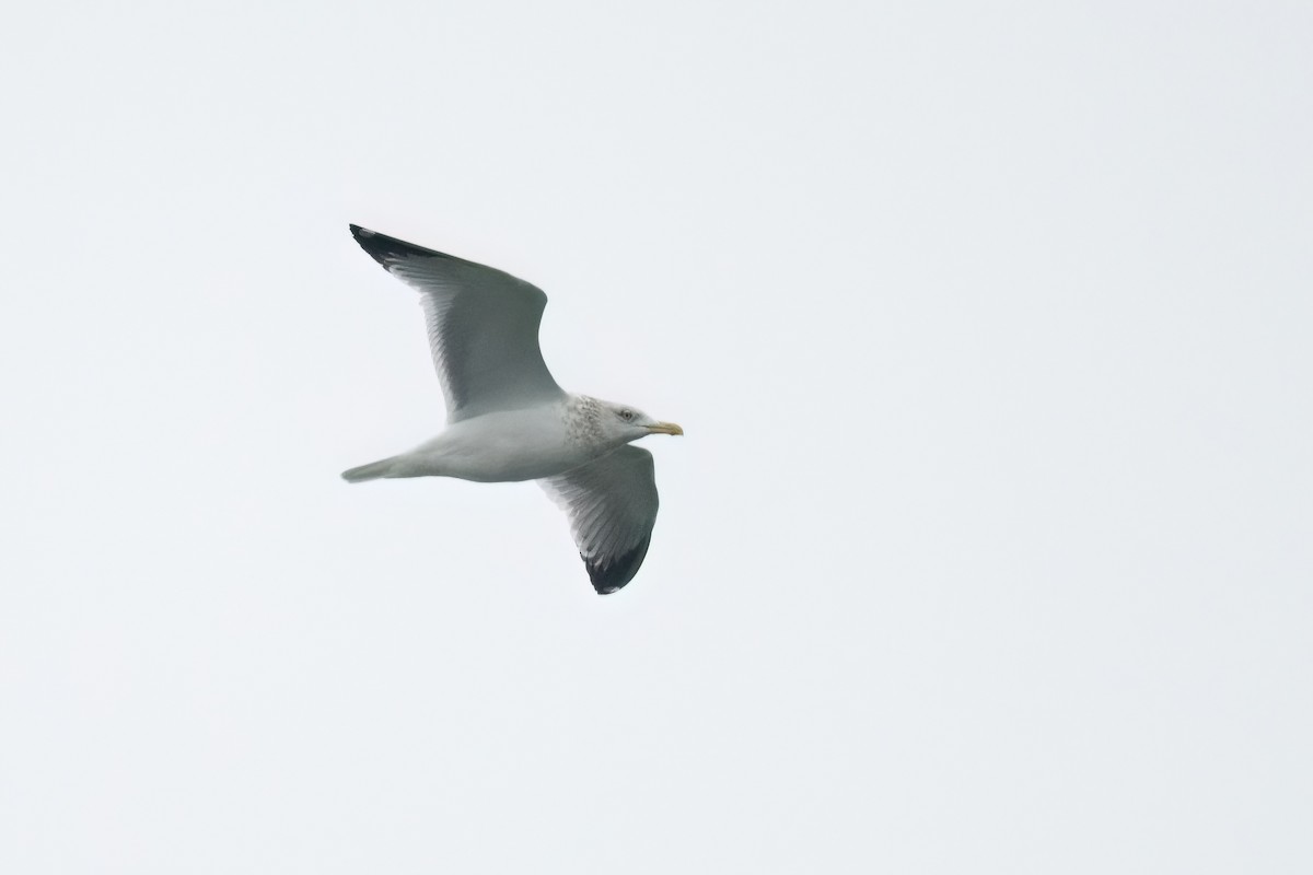 Herring Gull - ML544271481