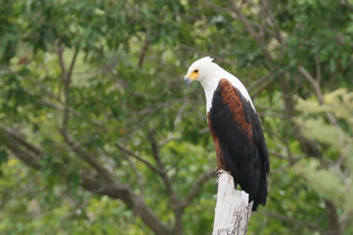African Fish-Eagle - ML544271561