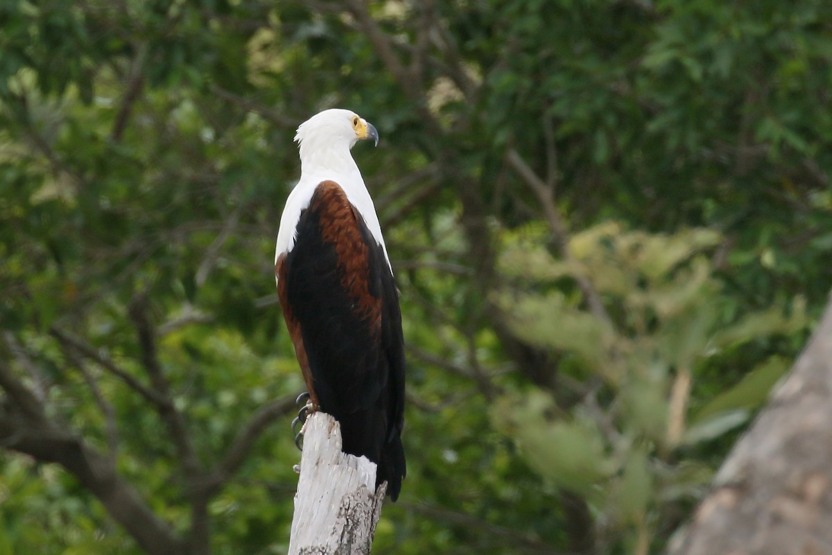 African Fish-Eagle - ML544271571