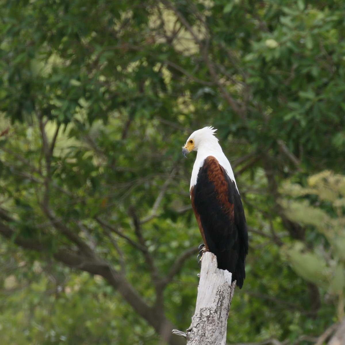 African Fish-Eagle - ML544271581