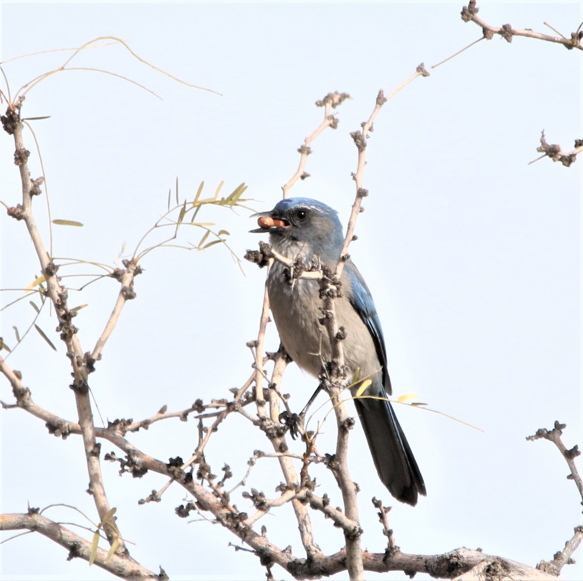 Woodhouse's Scrub-Jay - ML544271681