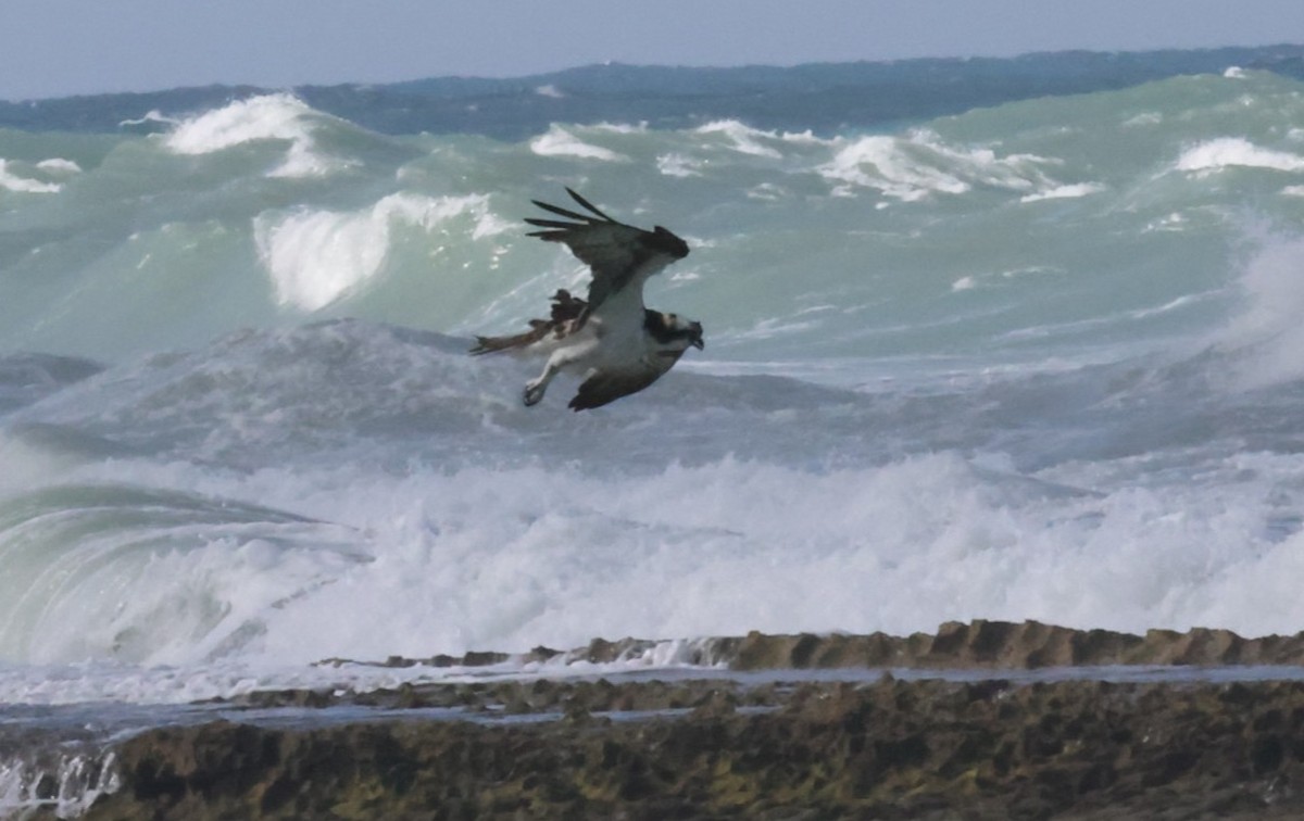 Águila Pescadora - ML544272931