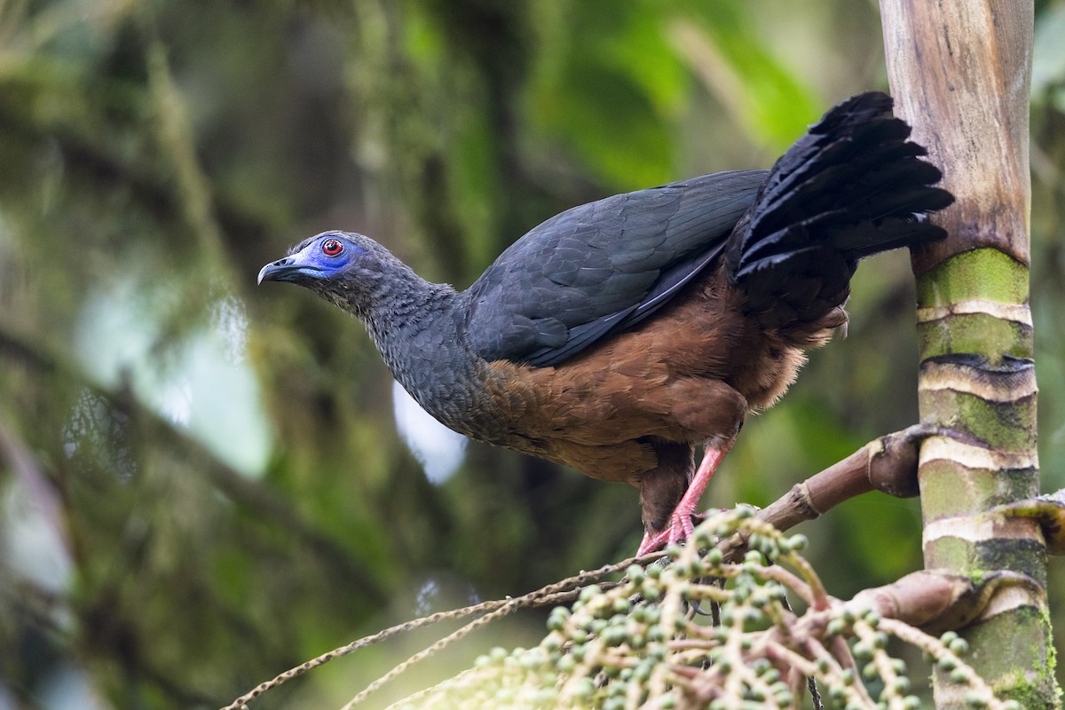 Sickle-winged Guan - ML544273221