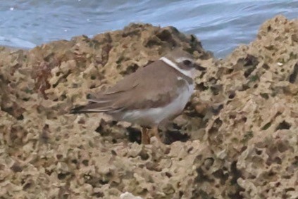 Semipalmated Plover - ML544273581