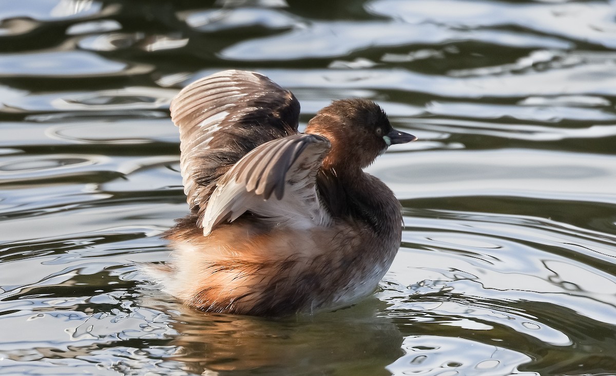 Little Grebe - ML544274811