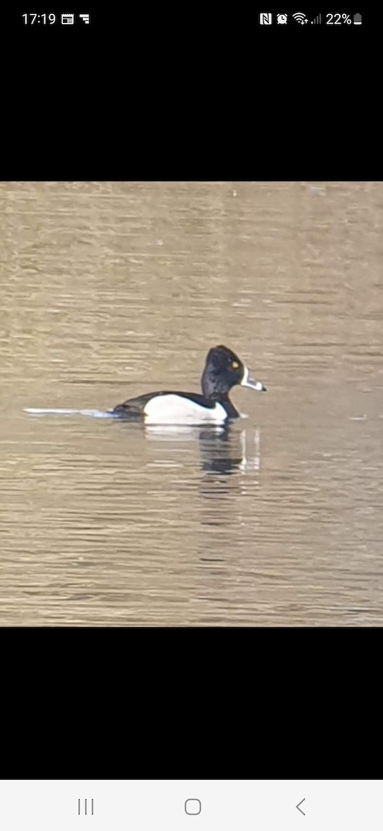 Ring-necked Duck - Clive Prescott