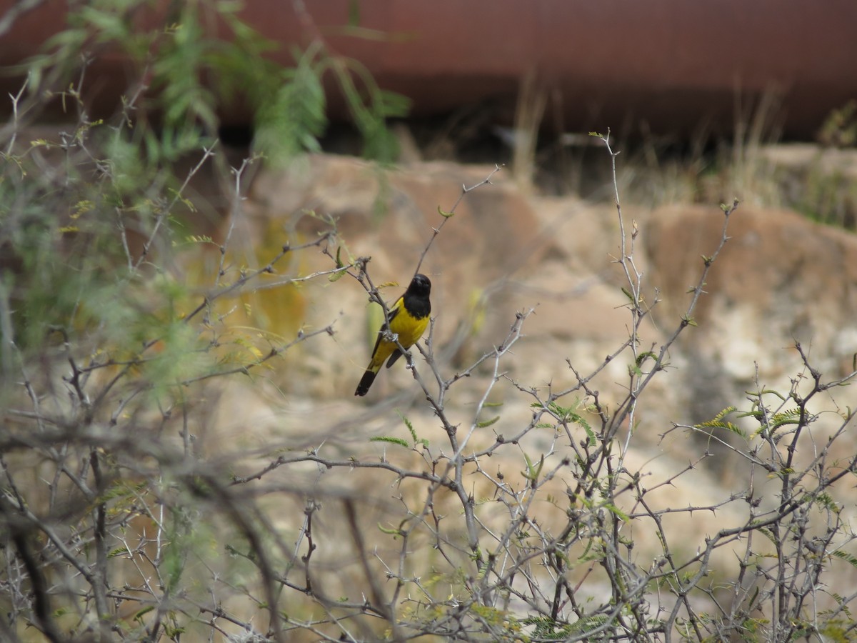 Scott's Oriole - Chuck Burt