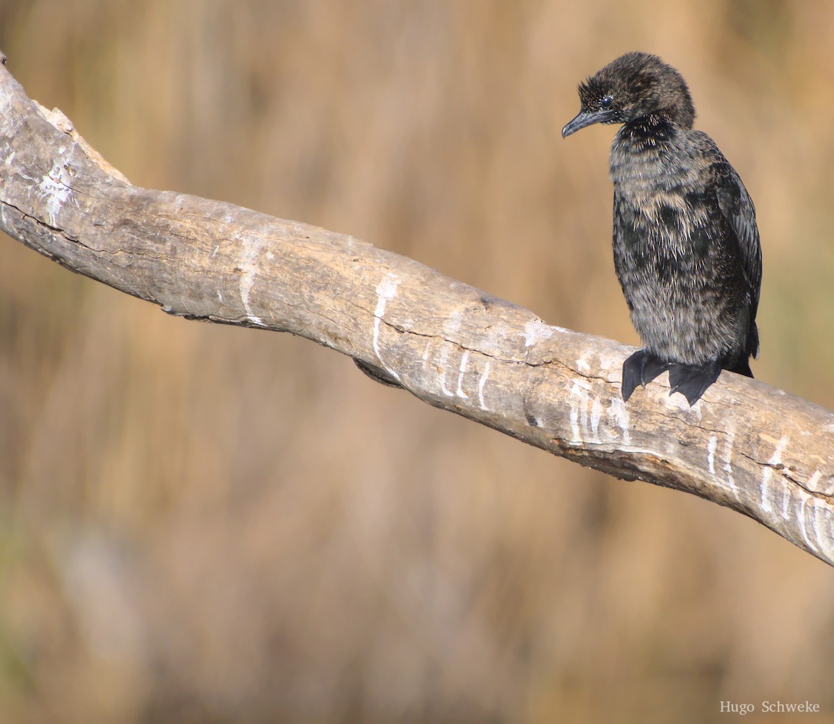 Pygmy Cormorant - Hugo Schweke