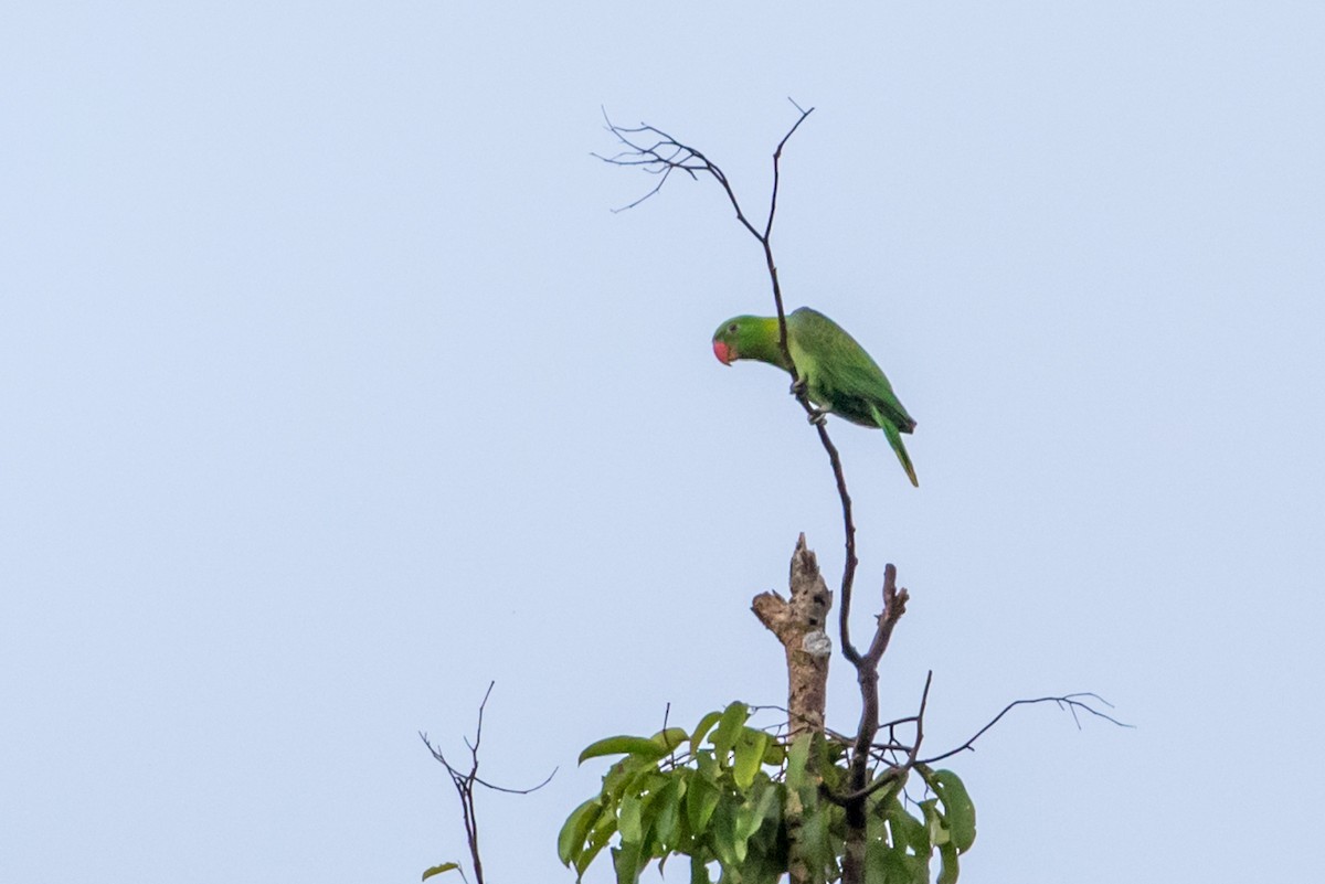 Blue-backed Parrot - ML544276841