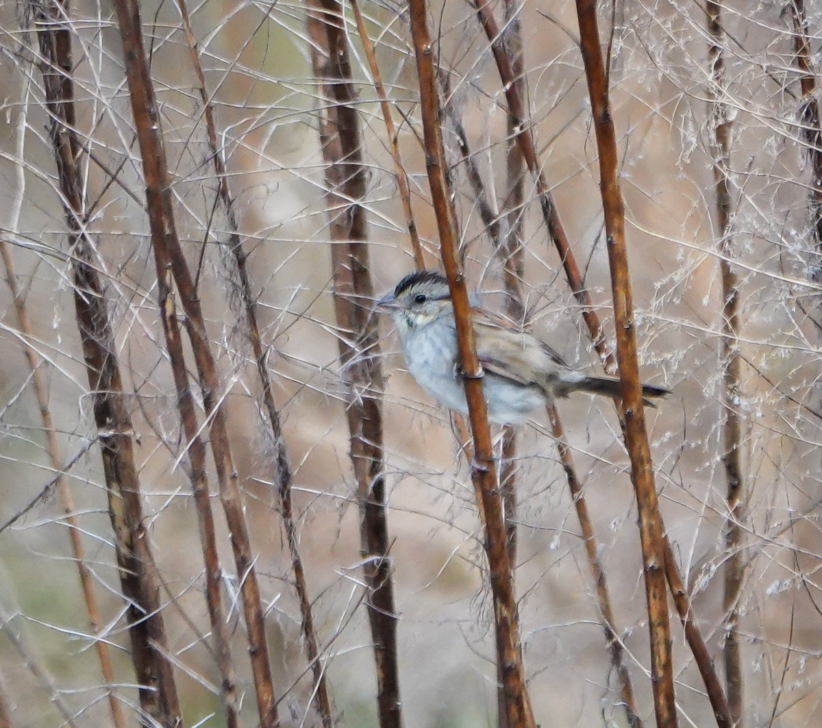 Swamp Sparrow - ML544277011