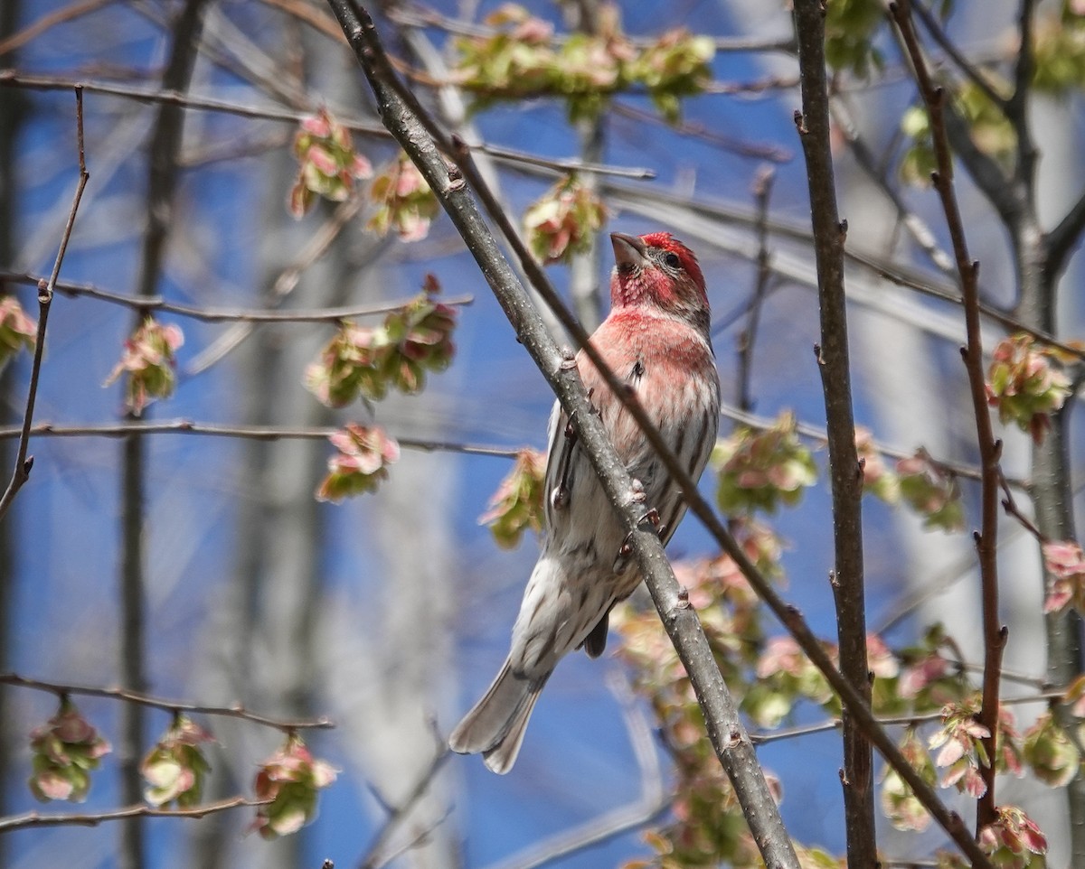 House Finch - ML544277221