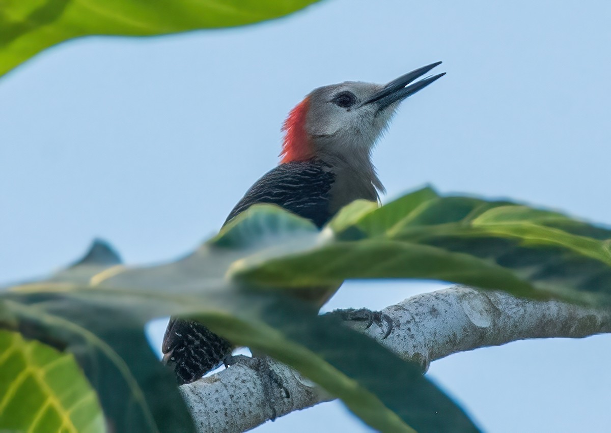 Jamaican Woodpecker - ML544277791