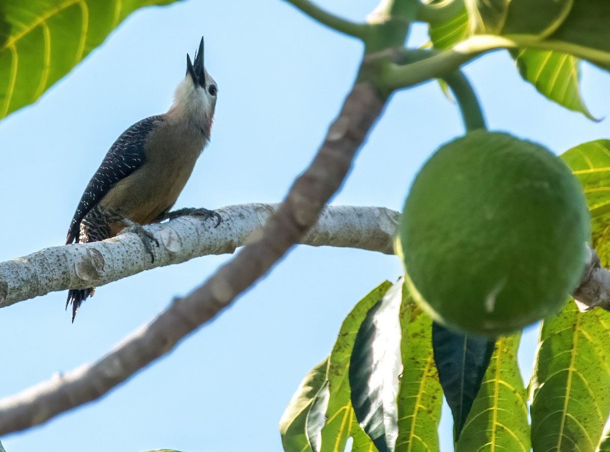 Jamaican Woodpecker - ML544277801