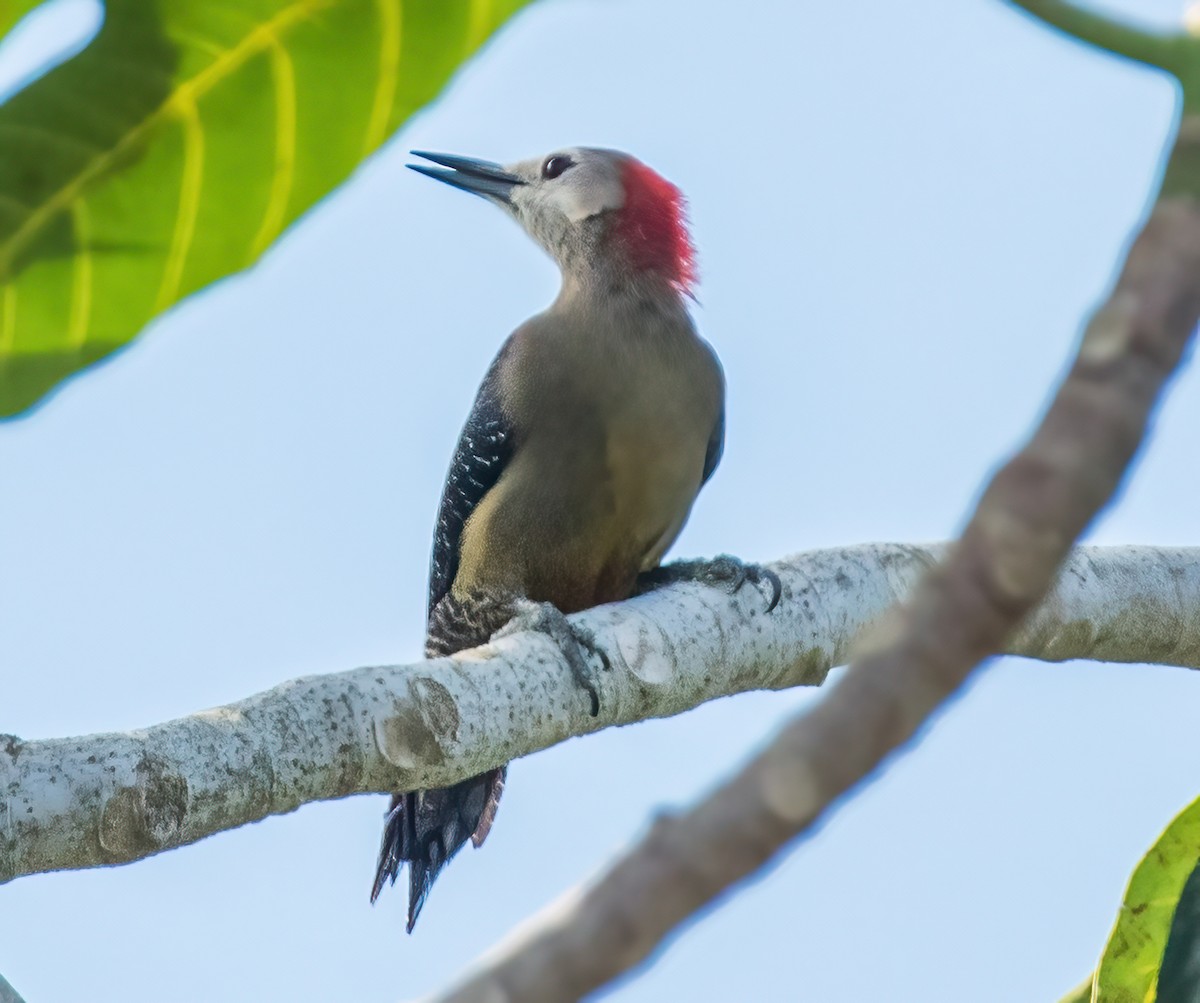 Jamaican Woodpecker - ML544277811