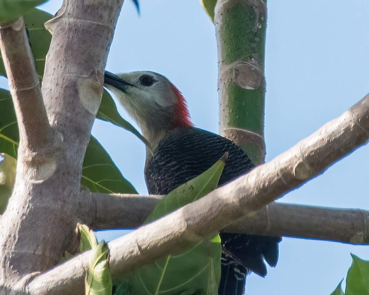 Jamaican Woodpecker - ML544277821