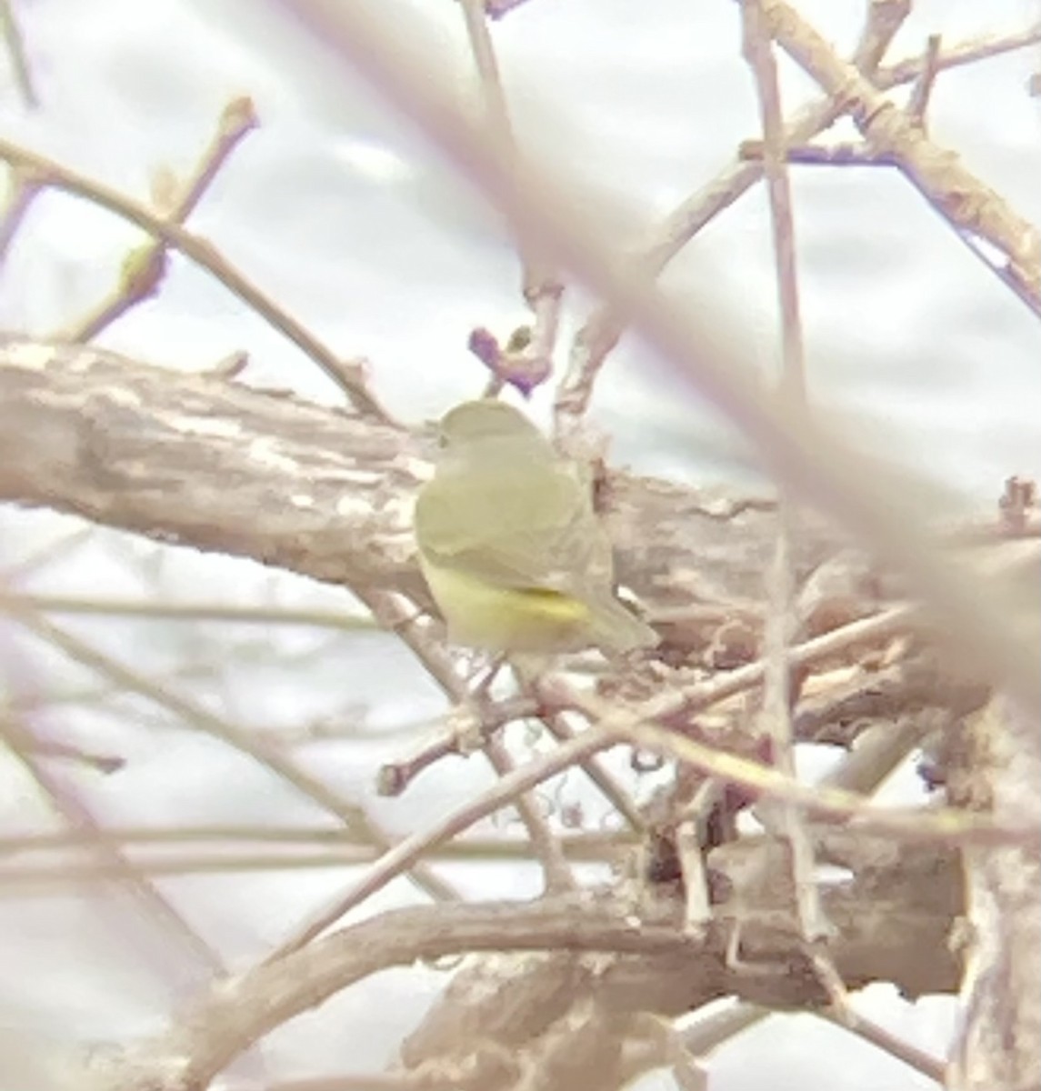 Orange-crowned Warbler - ML544278151