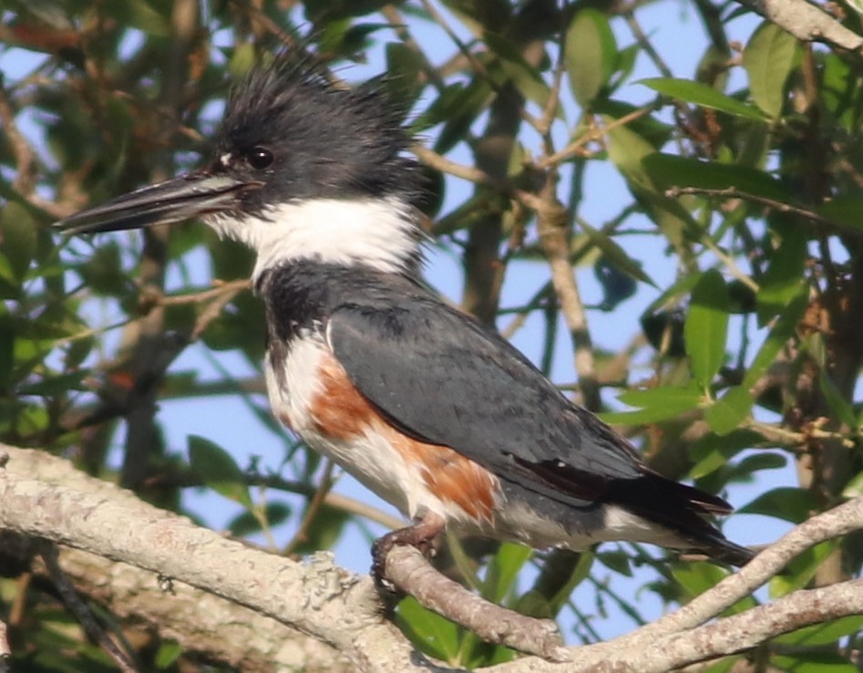 Belted Kingfisher - ML544278171