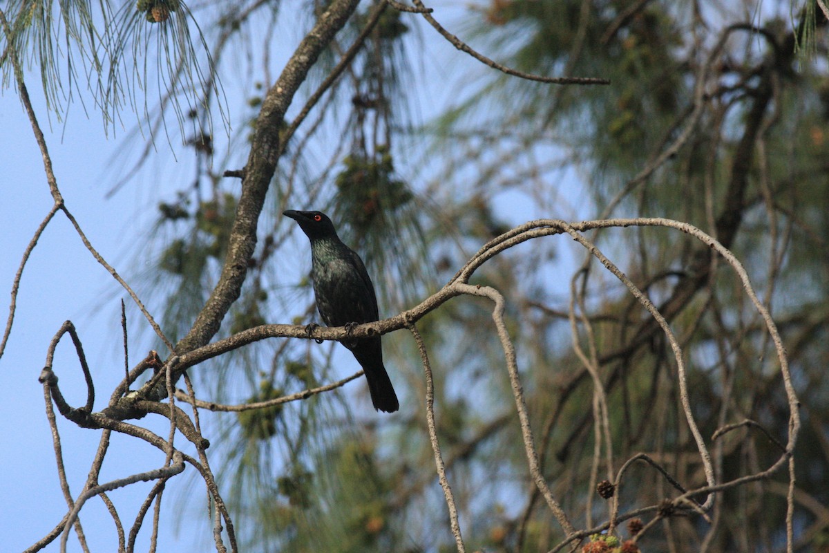 Metallic Starling - ML54428051