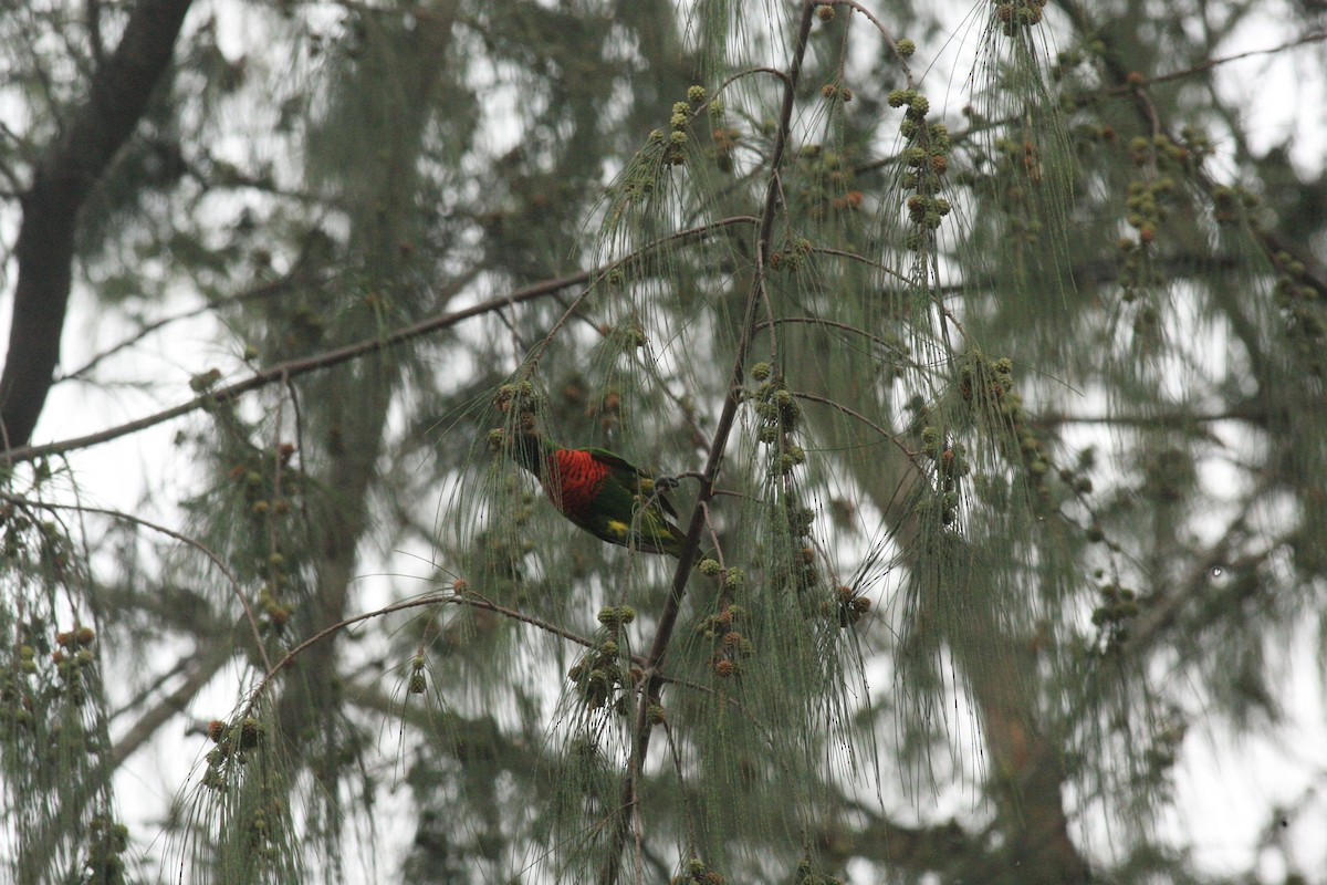 Coconut Lorikeet - ML54428121