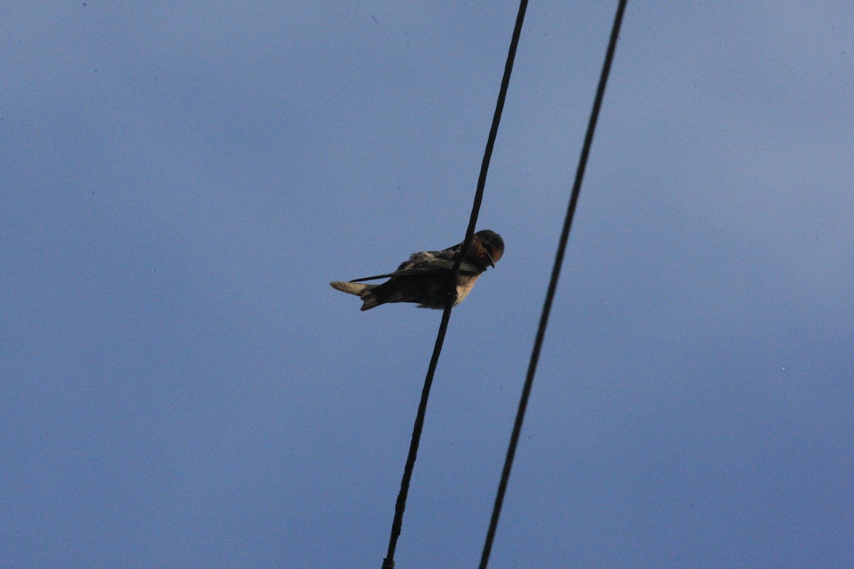 Golondrina del Pacífico - ML54428141