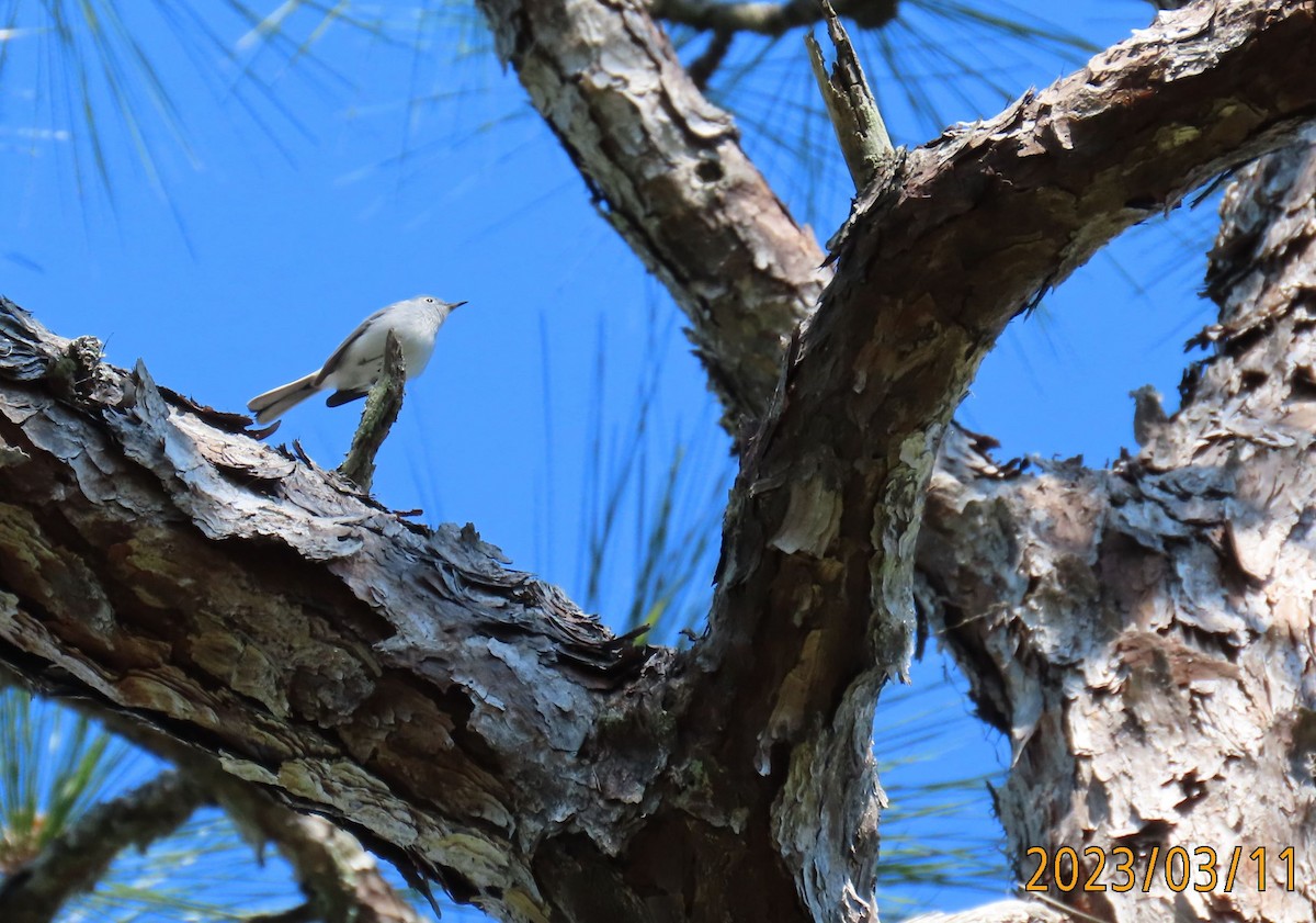 Blue-gray Gnatcatcher - ML544282241