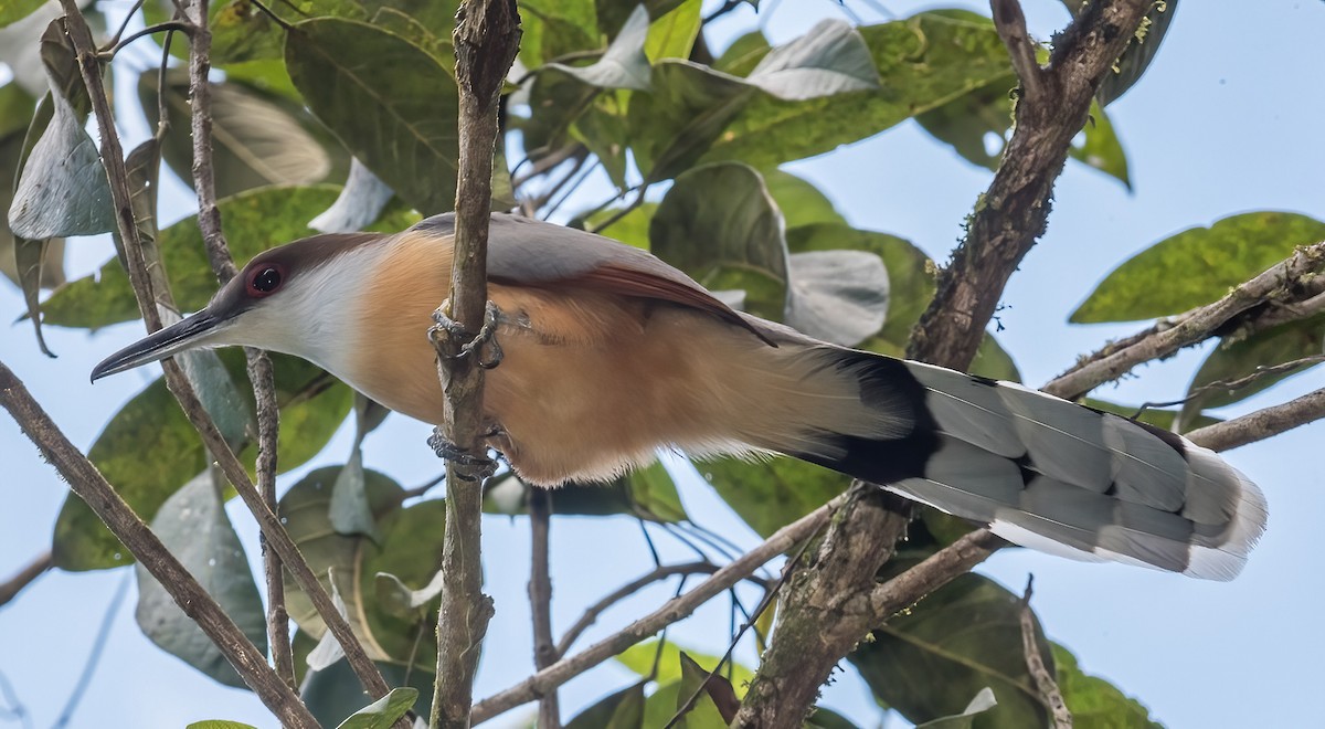 Jamaican Lizard-Cuckoo - ML544282821