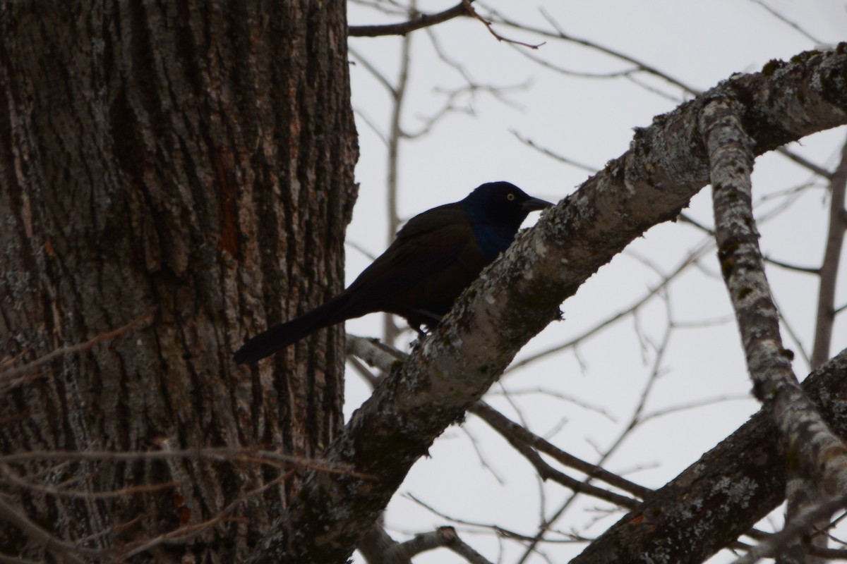 Common Grackle - ML544284531