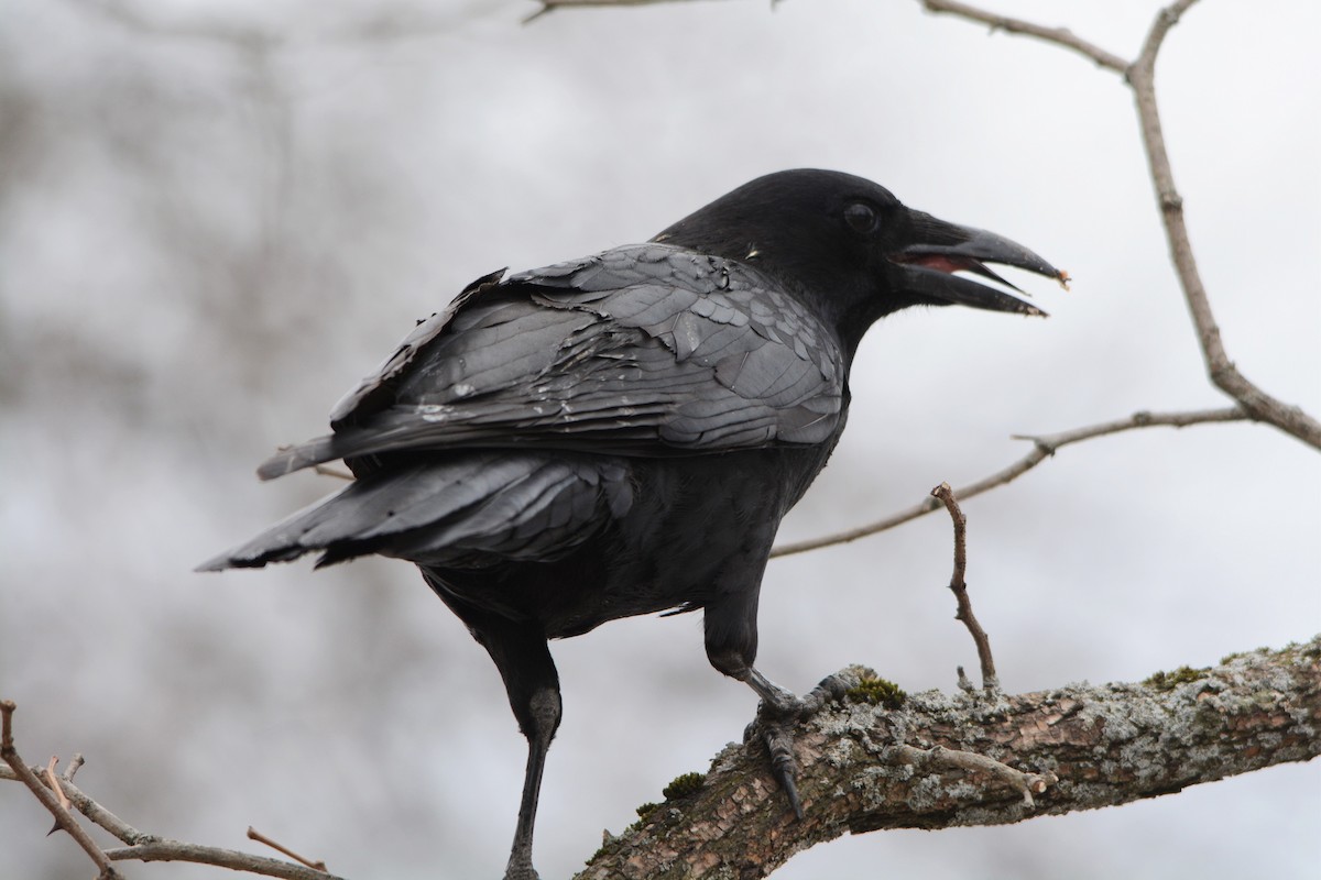 American Crow - Steve Mierzykowski