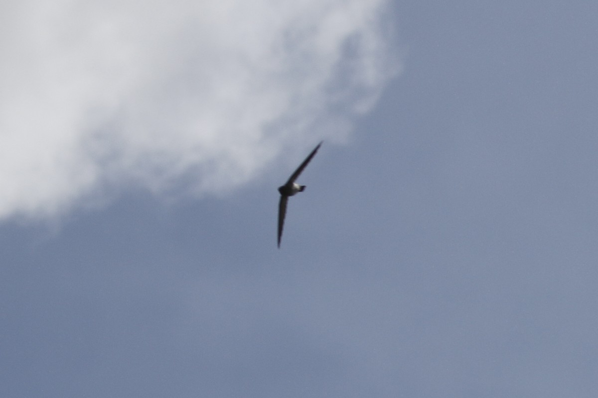 Gray-rumped Swiftlet - ML544284661