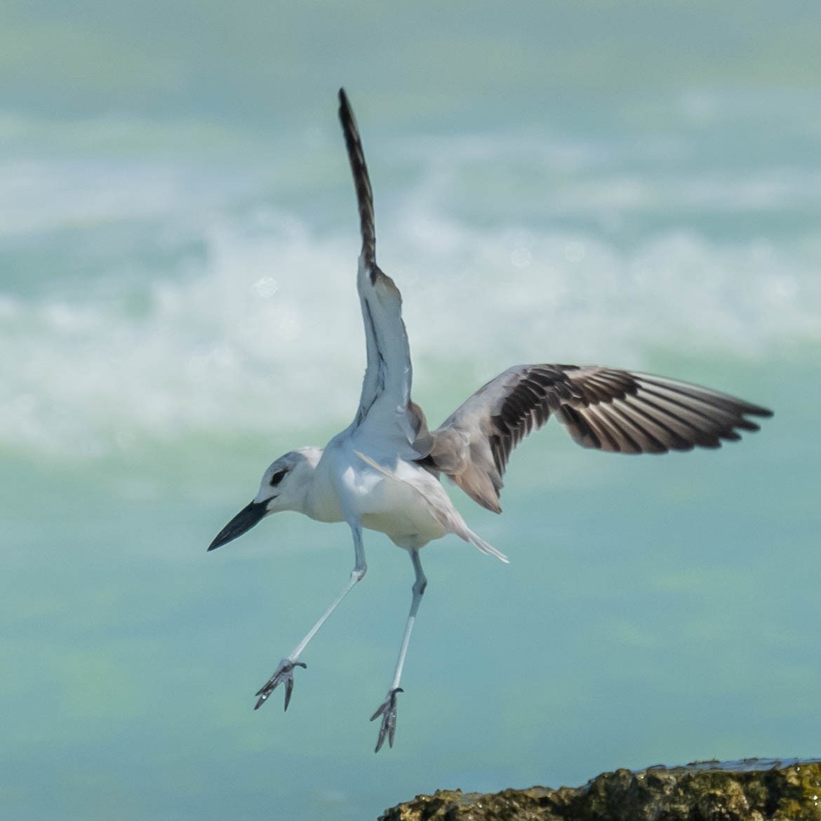 Crab-Plover - ML544284691