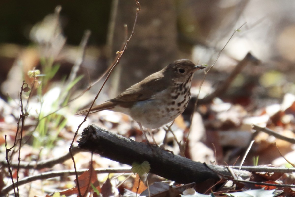 Hermit Thrush - ML544285561