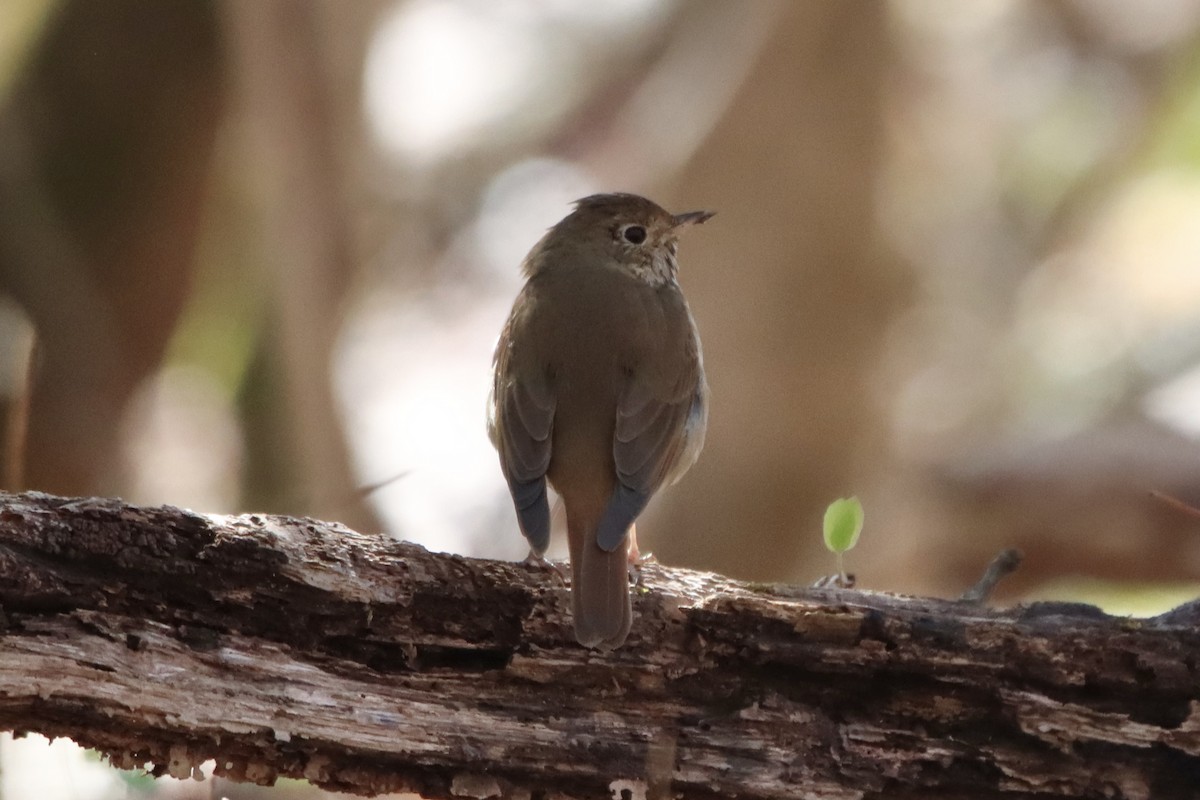 Hermit Thrush - ML544285571