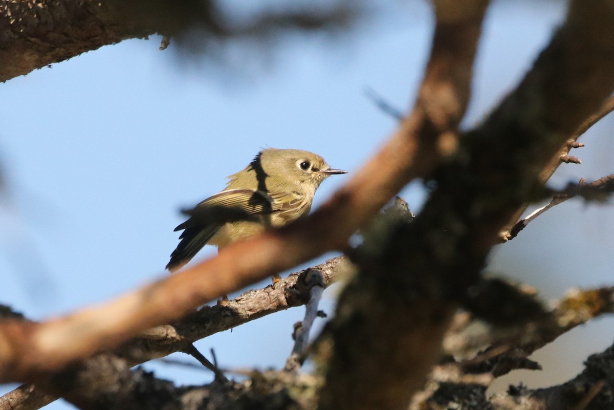 Ruby-crowned Kinglet - ML544285651