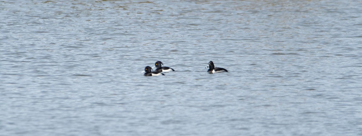 Ring-necked Duck - Neil Loverock