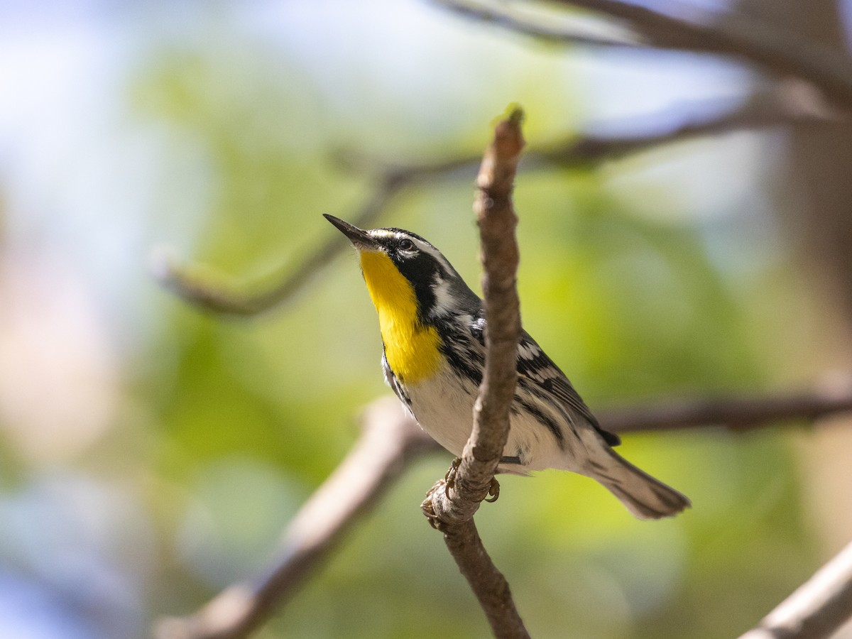 Yellow-throated Warbler - ML544289811