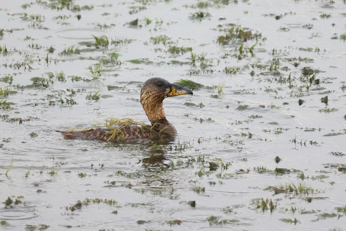 White-backed Duck - ML544289961