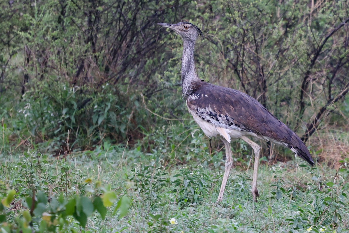 Kori Bustard - ML544290061
