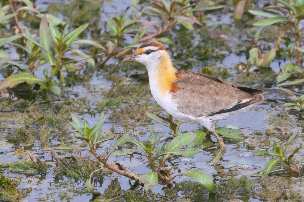 Lesser Jacana - ML544290111