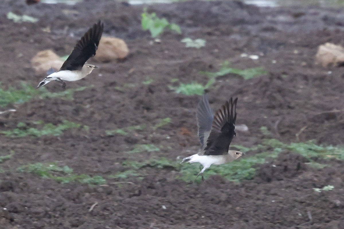 Black-winged Pratincole - ML544290201