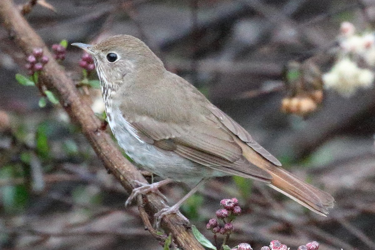 קיכלי חלוד-זנב - ML544292061