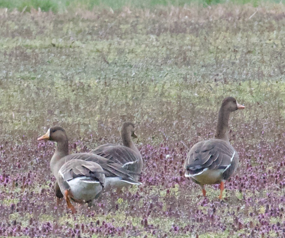 Greater White-fronted Goose - Marcia Balestri