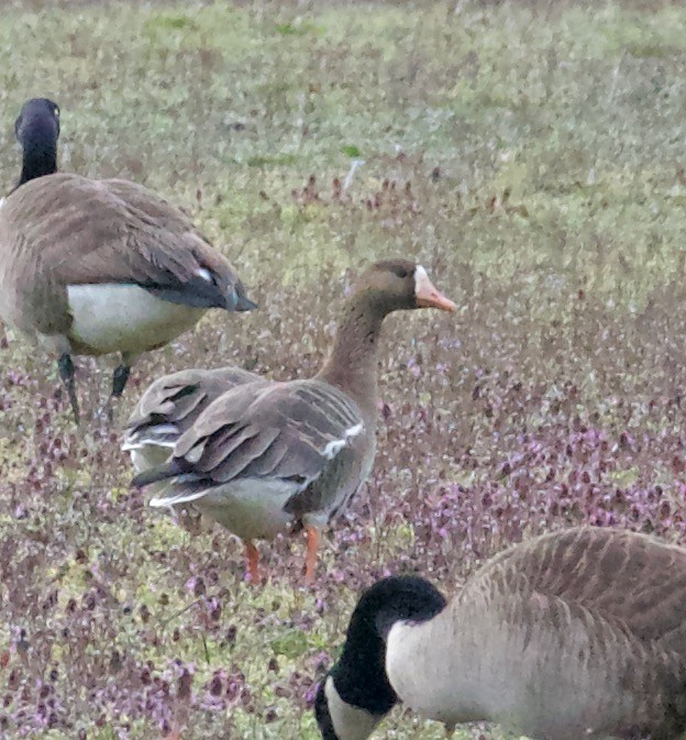 Greater White-fronted Goose - Marcia Balestri