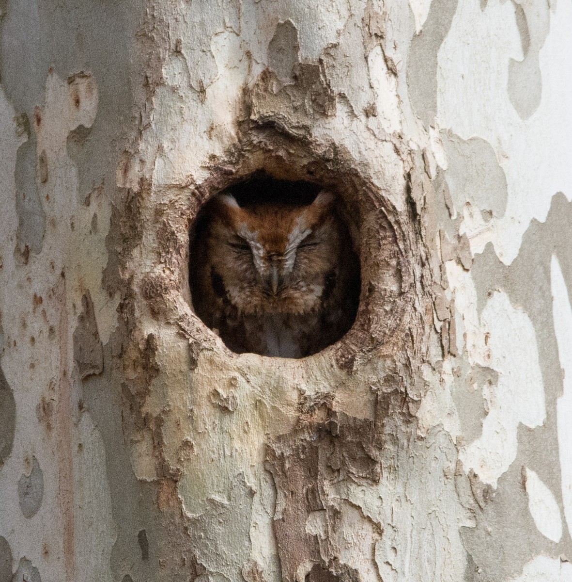 Eastern Screech-Owl - Dan Miller