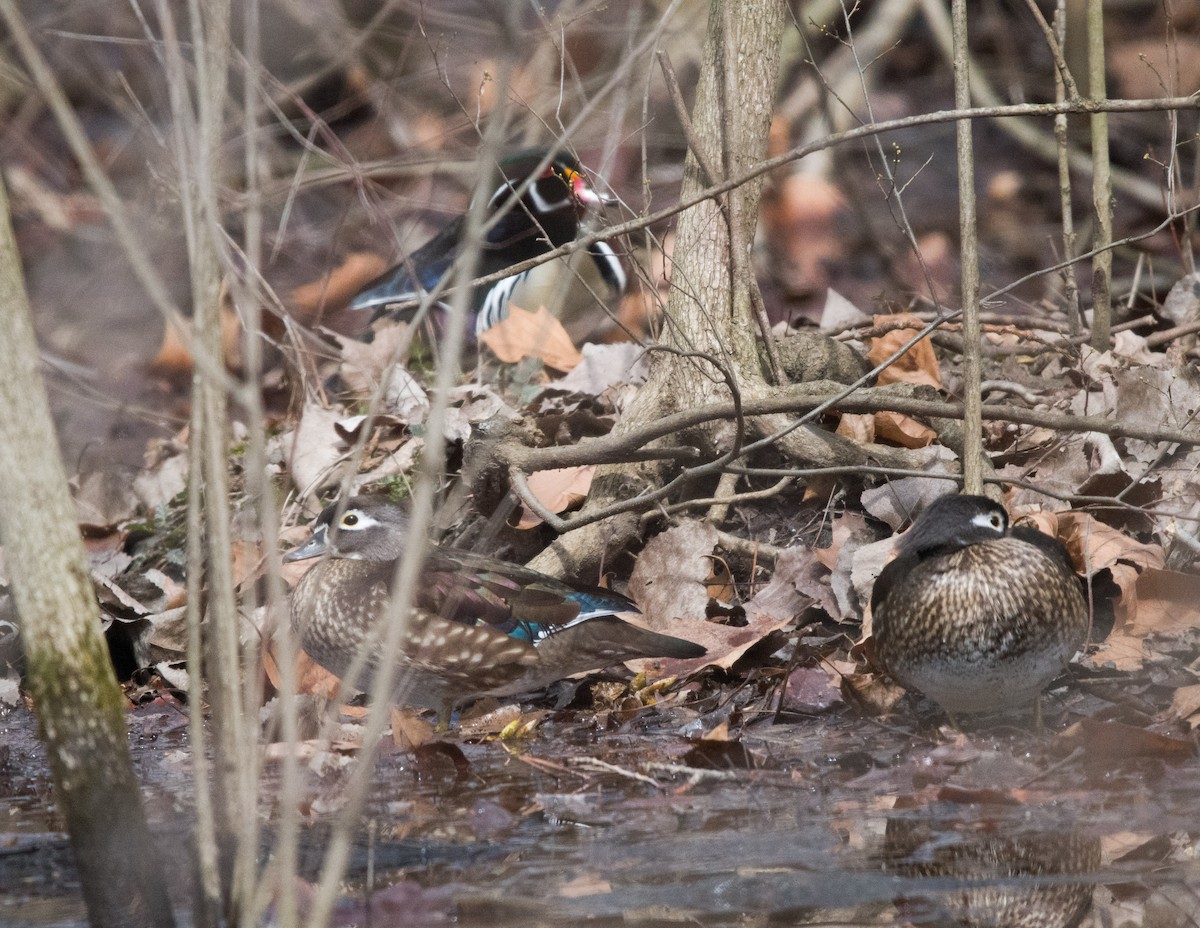 Wood Duck - ML544293091