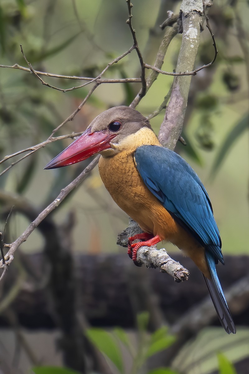 Stork-billed Kingfisher - ML544294461