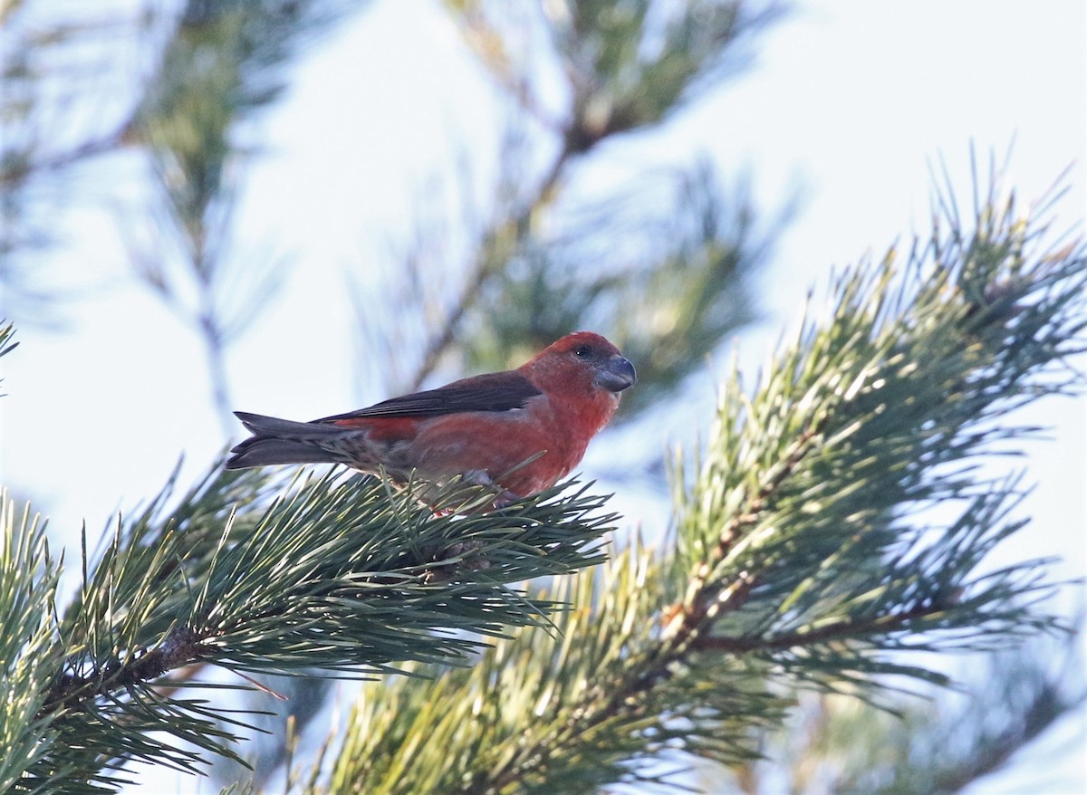 Parrot Crossbill - ML544294901