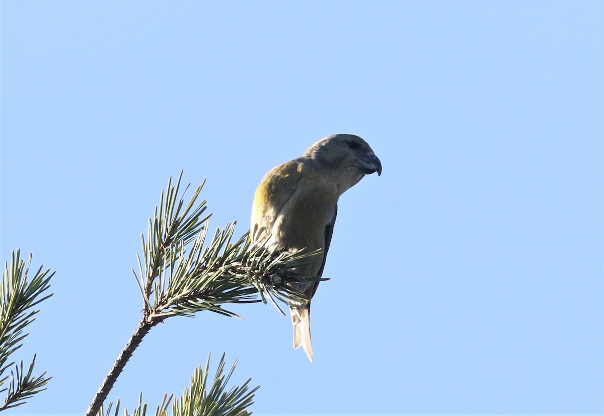 Parrot Crossbill - ML544294931