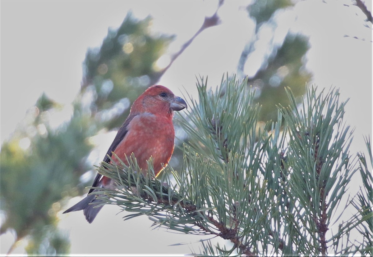 Parrot Crossbill - ML544294971